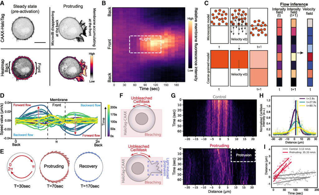 Cell protrusions and contractions generate long-range membrane tension propagation