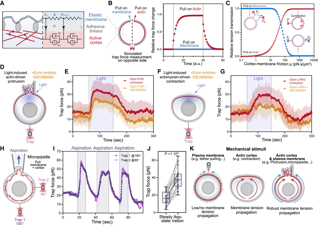 Cell protrusions and contractions generate long-range membrane tension propagation