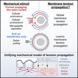 Read more about the article Cell protrusions and contractions generate long-range membrane tension propagation