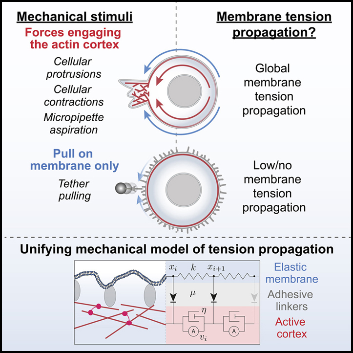 Read more about the article Cell protrusions and contractions generate long-range membrane tension propagation