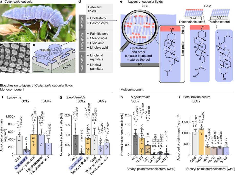 Entropic repulsion of cholesterol-containing layers counteracts bioadhesion