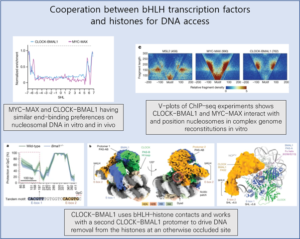 Read more about the article Cooperation between bHLH transcription factors and histones for DNA access