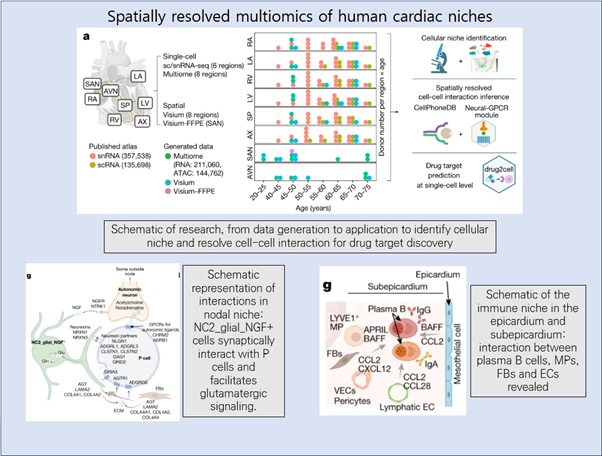 Read more about the article Spatially resolved multiomics of human cardiac niches