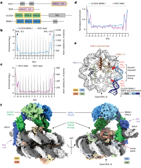 [Fig1] Cooperation between bHLH transcription factors and histones for DNA access