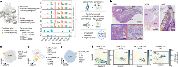 [Fig1] Spatially resolved multiomics of human cardiac niches