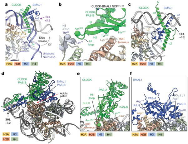 [Fig2] Cooperation between bHLH transcription factors and histones for DNA access