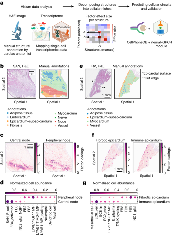 [Fig2] Spatially resolved multiomics of human cardiac niches