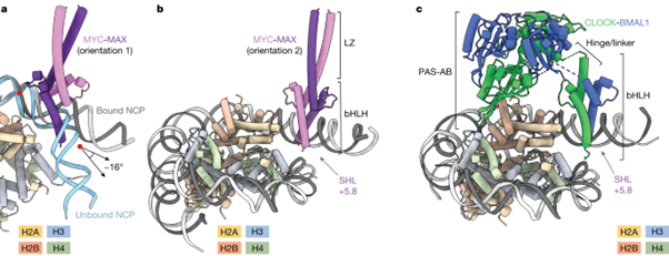 [Fig3] Cooperation between bHLH transcription factors and histones for DNA access