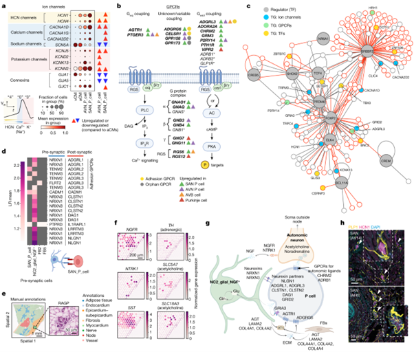 [Fig3] Spatially resolved multiomics of human cardiac niches