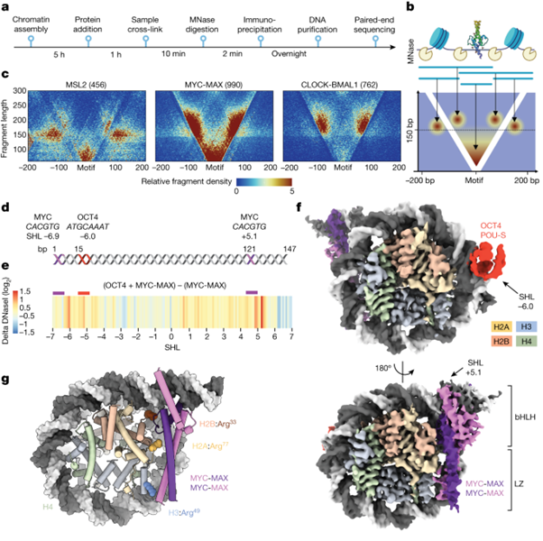 [Fig4] Cooperation between bHLH transcription factors and histones for DNA access