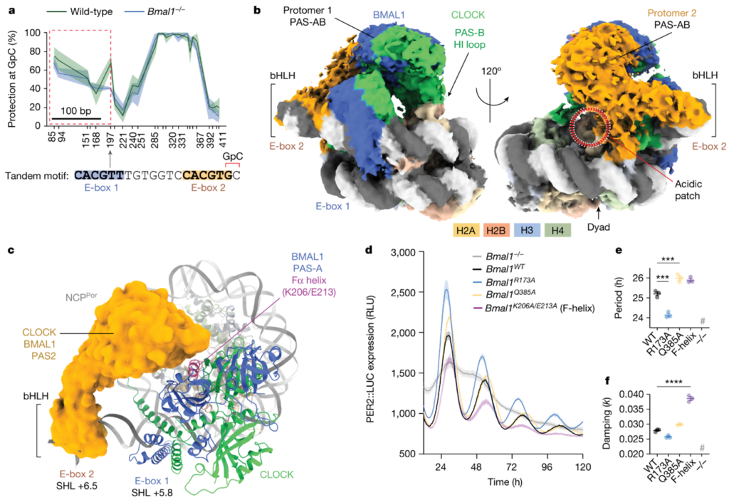 [Fig5] Cooperation between bHLH transcription factors and histones for DNA access