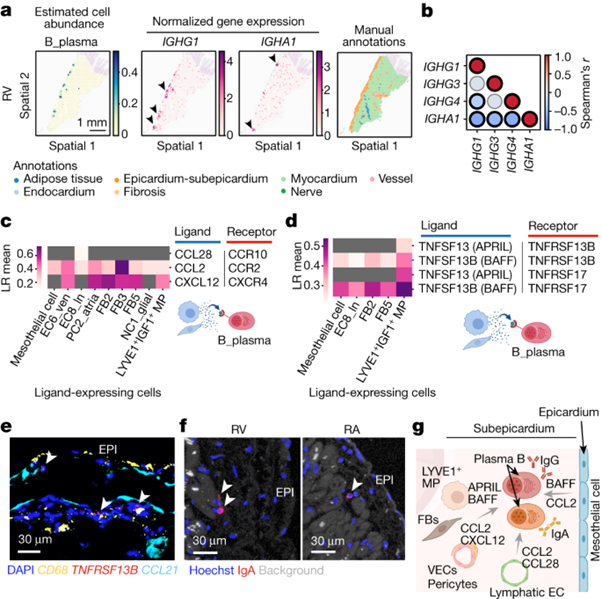 [Fig5] Spatially resolved multiomics of human cardiac niches