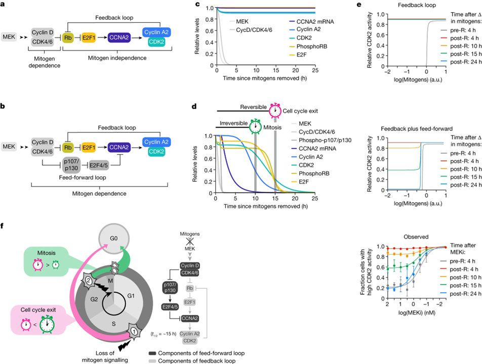 Loss of CDK4,6 activity in S,G2 phase leads to cell cycle reversal