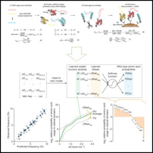 Read more about the article Mega-scale experimental analysis of protein folding stability in biology and design