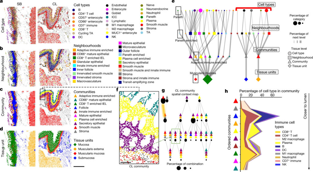 Organization of the human intestine at single-cell resolution