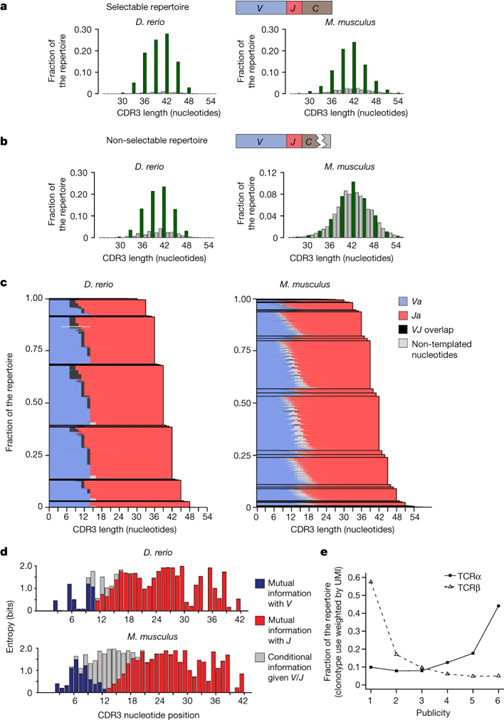 Origin and evolutionary malleability of T cell receptor α diversity