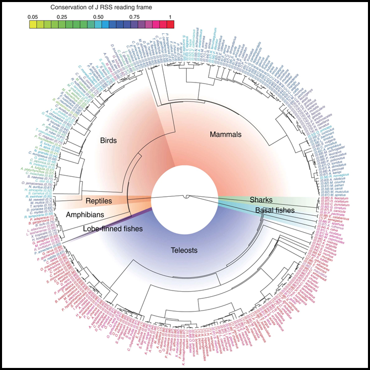 Origin and evolutionary malleability of T cell receptor α diversity