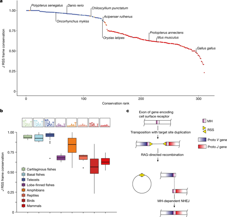 Origin and evolutionary malleability of T cell receptor α diversity