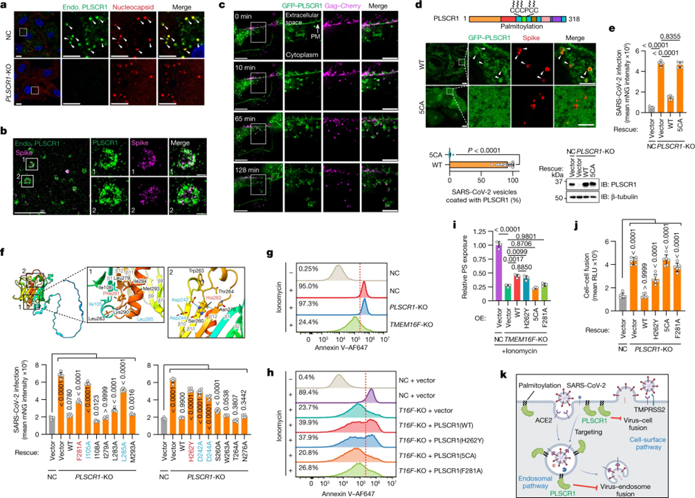 PLSCR1 is a cell-autonomous defence factor against SARS-CoV-2 infection