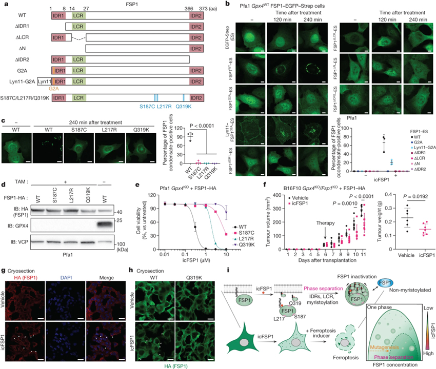 Phase separation of FSP1 promotes ferroptosis