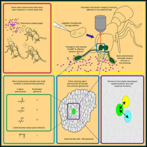 Read more about the article Sparse and stereotyped encoding implicates a core glomerulus for ant alarm behavior