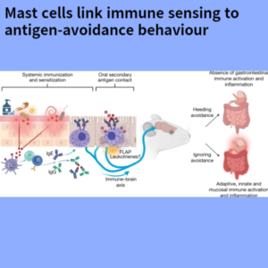 Read more about the article Mast cells link immune sensing to antigen-avoidance behaviour