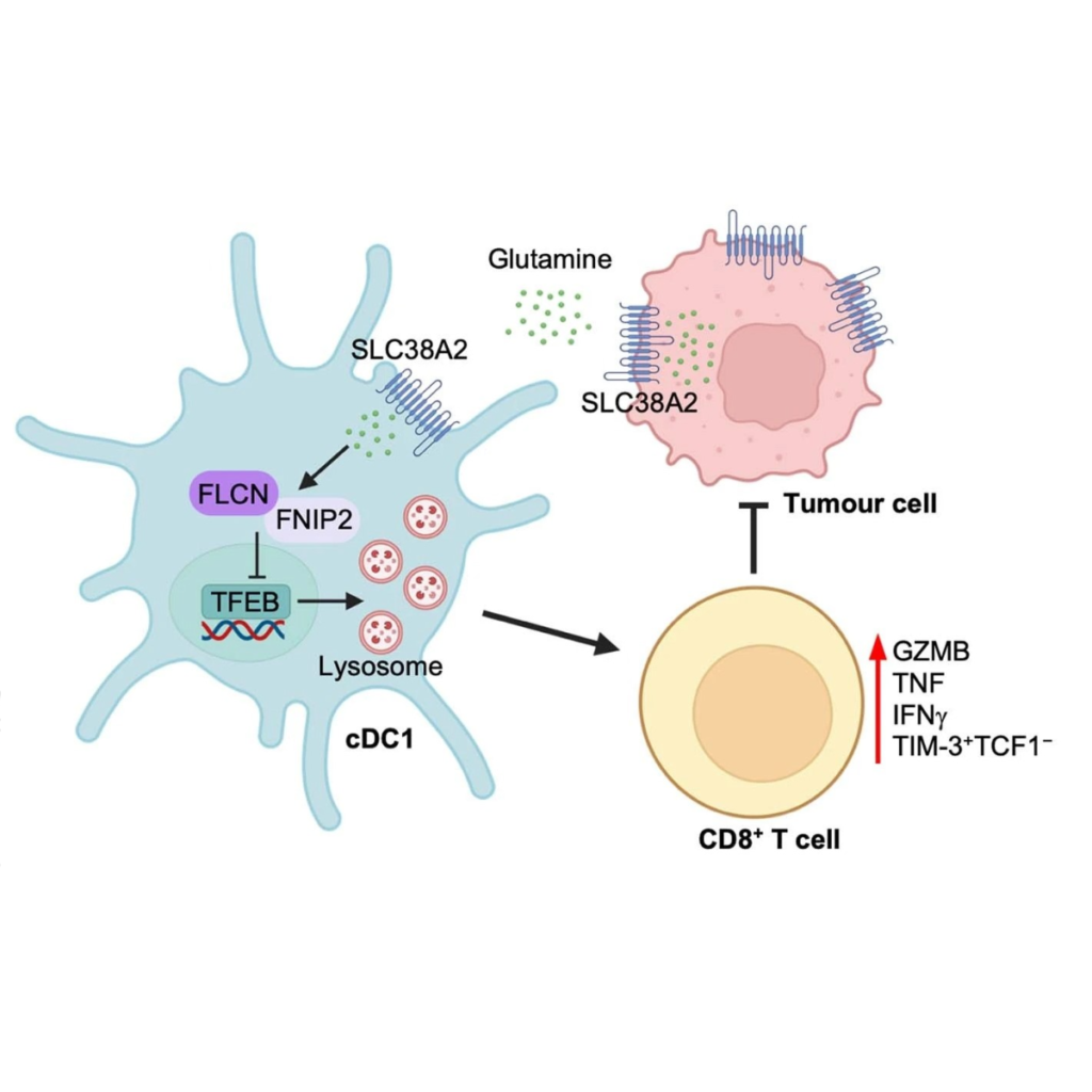 SLC38A2 and glutamine signalling in cDC1s dictate anti-tumour immunity