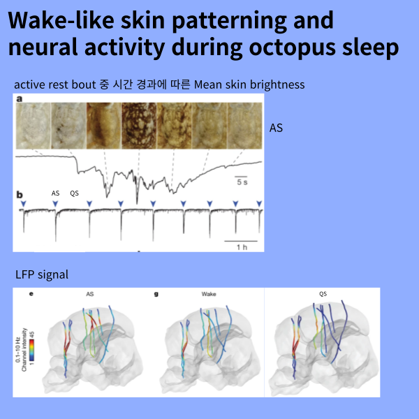 Read more about the article Wake-like skin patterning and neural activity during octopus sleep