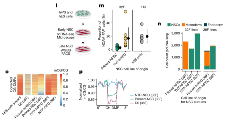 Transient naive reprogramming corrects hiPS cells functionally and epigenetically