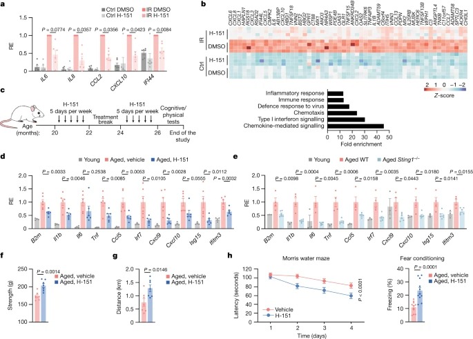 cGAS–STING drives ageing-related inflammation and neurodegeneration