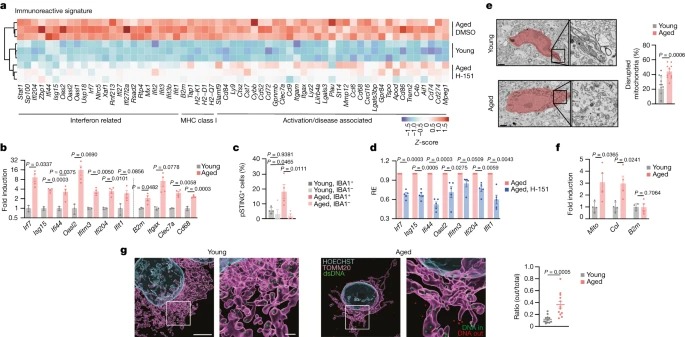 cGAS–STING drives ageing-related inflammation and neurodegeneration