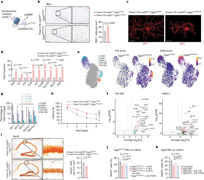 cGAS–STING drives ageing-related inflammation and neurodegeneration