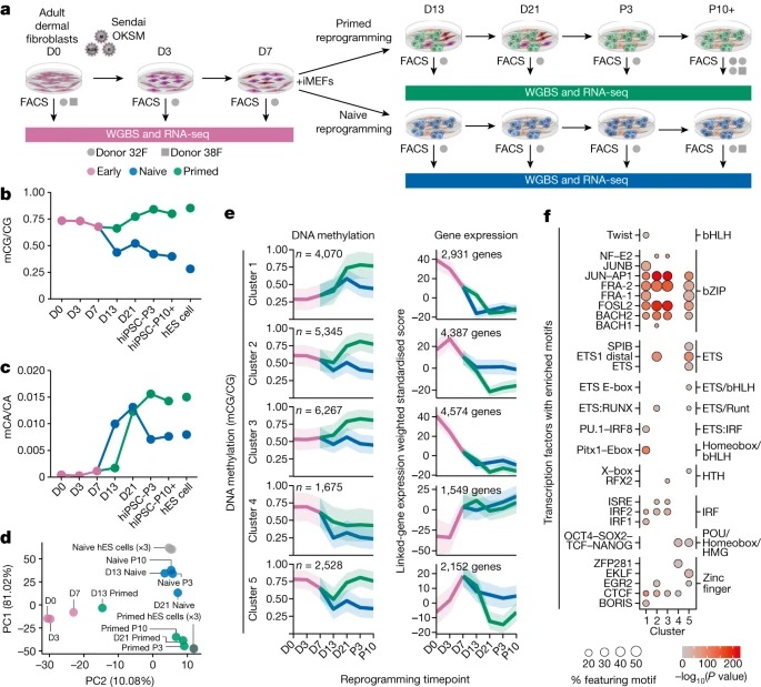 Transient naive reprogramming corrects hiPS cells functionally and epigenetically