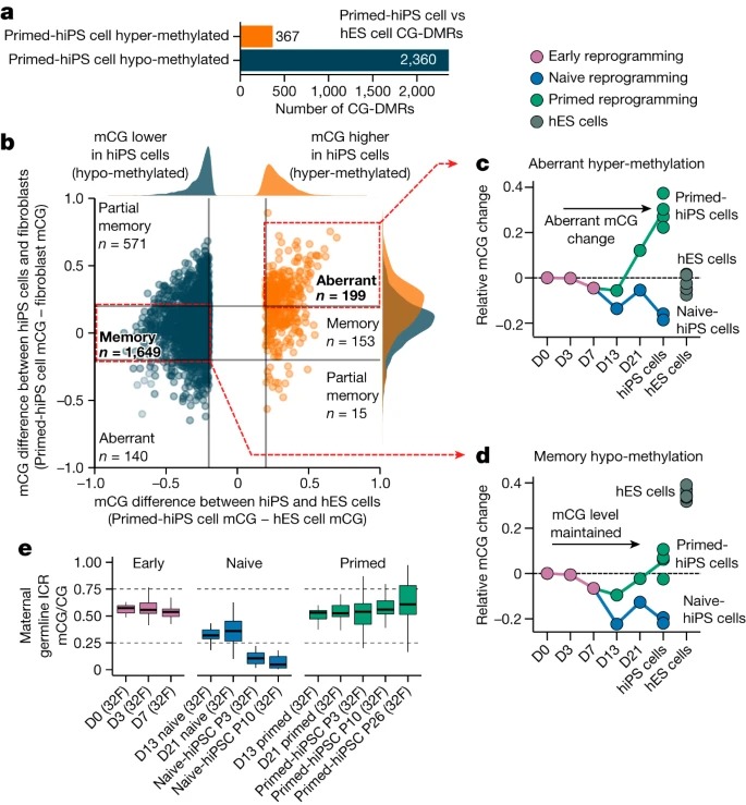 Transient naive reprogramming corrects hiPS cells functionally and epigenetically