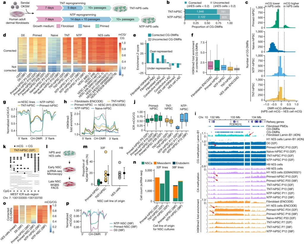 Transient naive reprogramming corrects hiPS cells functionally and epigenetically