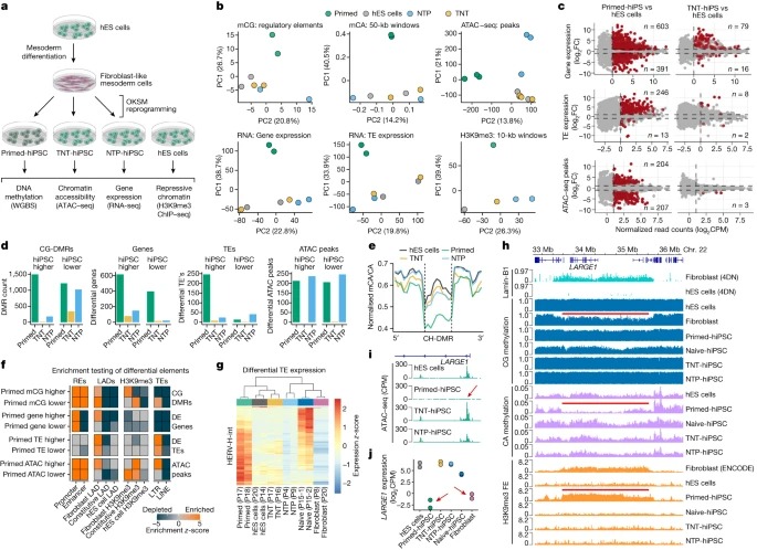 Transient naive reprogramming corrects hiPS cells functionally and epigenetically