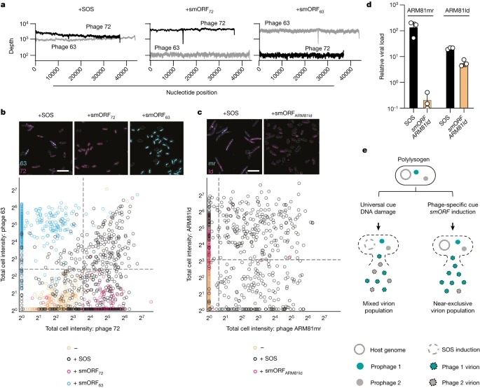 Small protein modules dictate prophage fates during polylysogeny