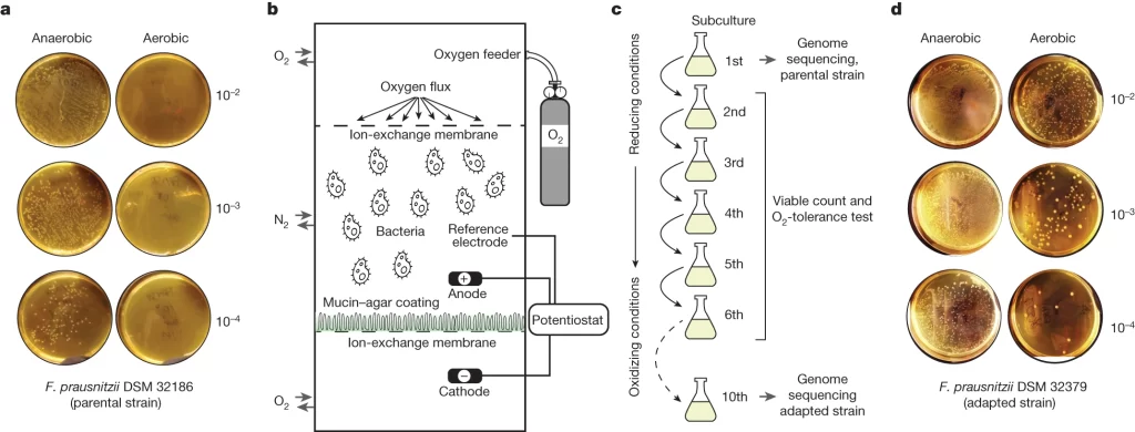 Development of oxygen tolerance in F. prausnitzii by stepwise adaptation.