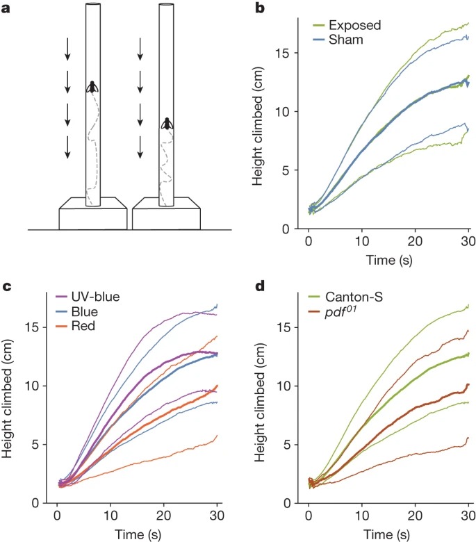 No evidence for magnetic field effects on the behaviour of Drosophila