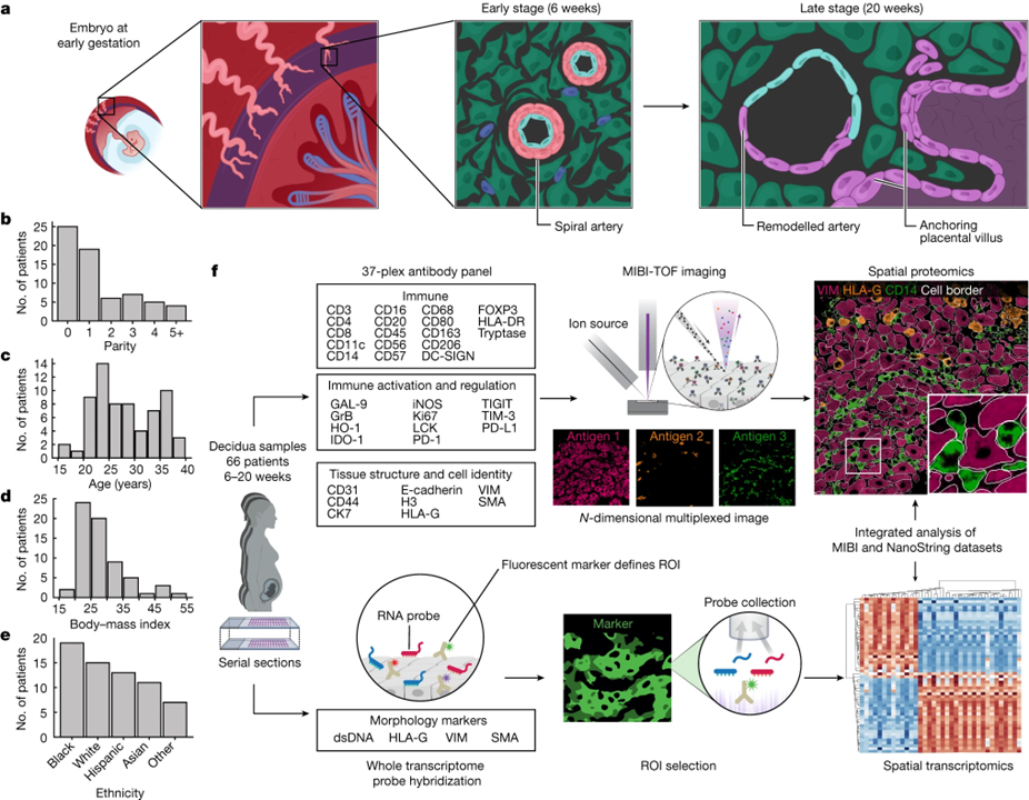 A spatially resolved timeline of the human maternal–fetal interface