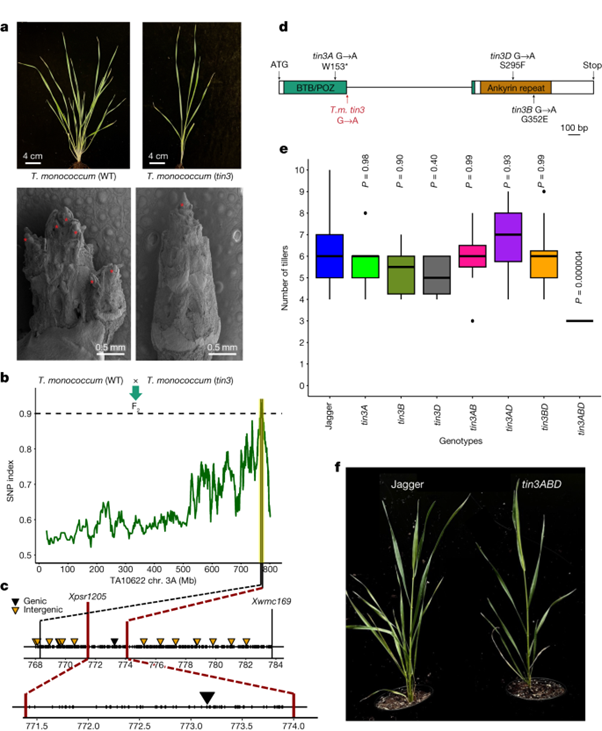 [Abs] Einkorn genomics sheds light on history of the oldest domesticated wheat