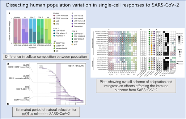 Read more about the article Dissecting human population variation in single-cell responses to SARS-CoV-2