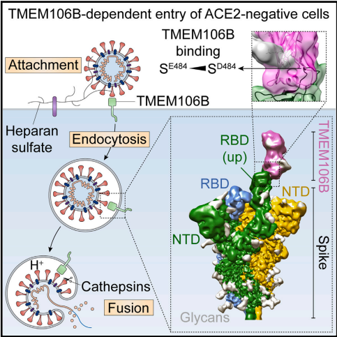 [EzV] TMEM106B is a receptor mediating ACE2-independent SARS-CoV-2 cell entry