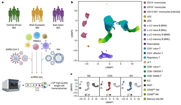 [Fig 1] Dissecting human population variation in single-cell responses to SARS-CoV-2