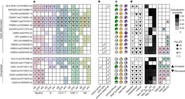 [Fig 6] Dissecting human population variation in single-cell responses to SARS-CoV-2