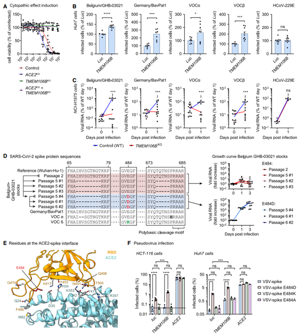 [Fig1] TMEM106B is a receptor mediating ACE2-independent SARS-CoV-2 cell entry