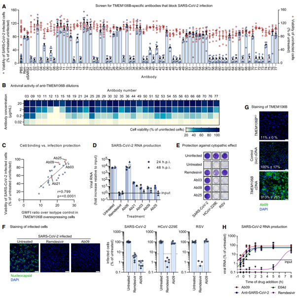 [Fig2] TMEM106B is a receptor mediating ACE2-independent SARS-CoV-2 cell entry