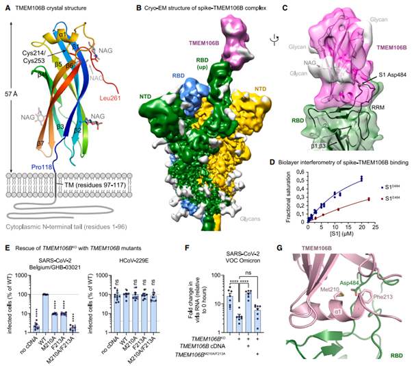 [Fig3] TMEM106B is a receptor mediating ACE2-independent SARS-CoV-2 cell entry