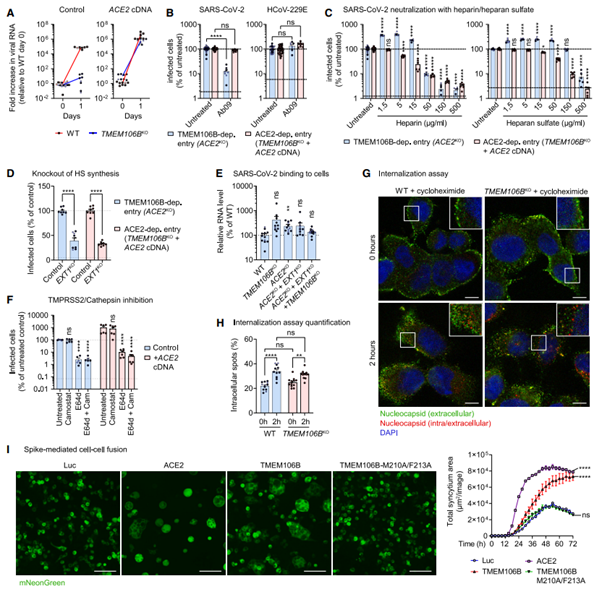 [Fig4] TMEM106B is a receptor mediating ACE2-independent SARS-CoV-2 cell entry