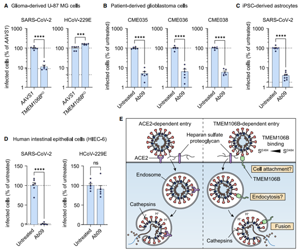 [Fig5] TMEM106B is a receptor mediating ACE2-independent SARS-CoV-2 cell entry